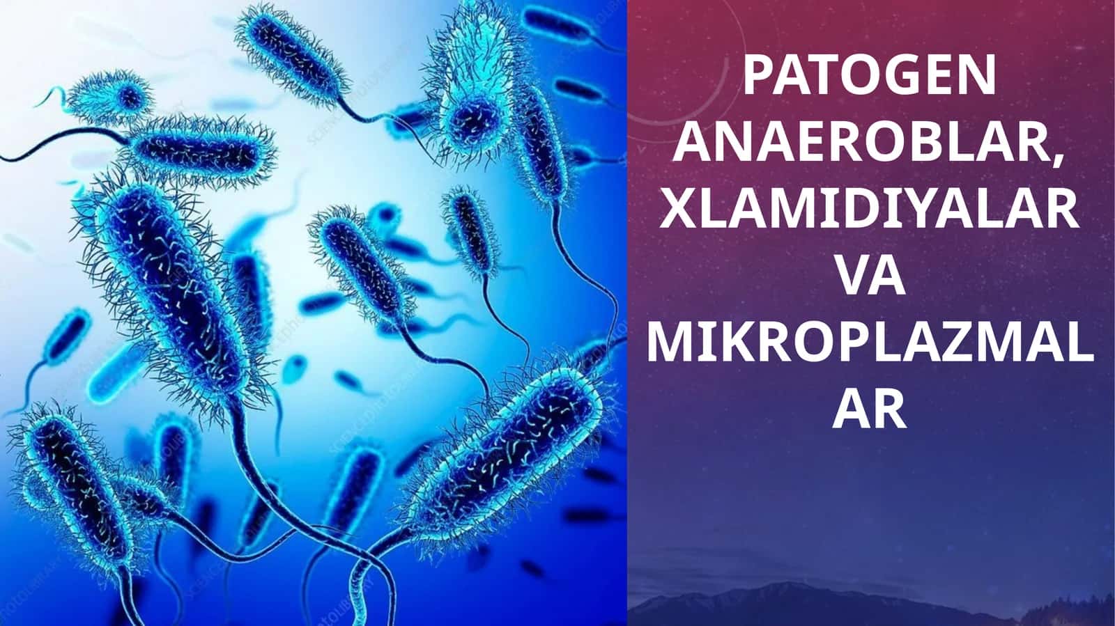 Patogen Anaeroblar, Xlamidiyalar va Mikroplazmalar 1
