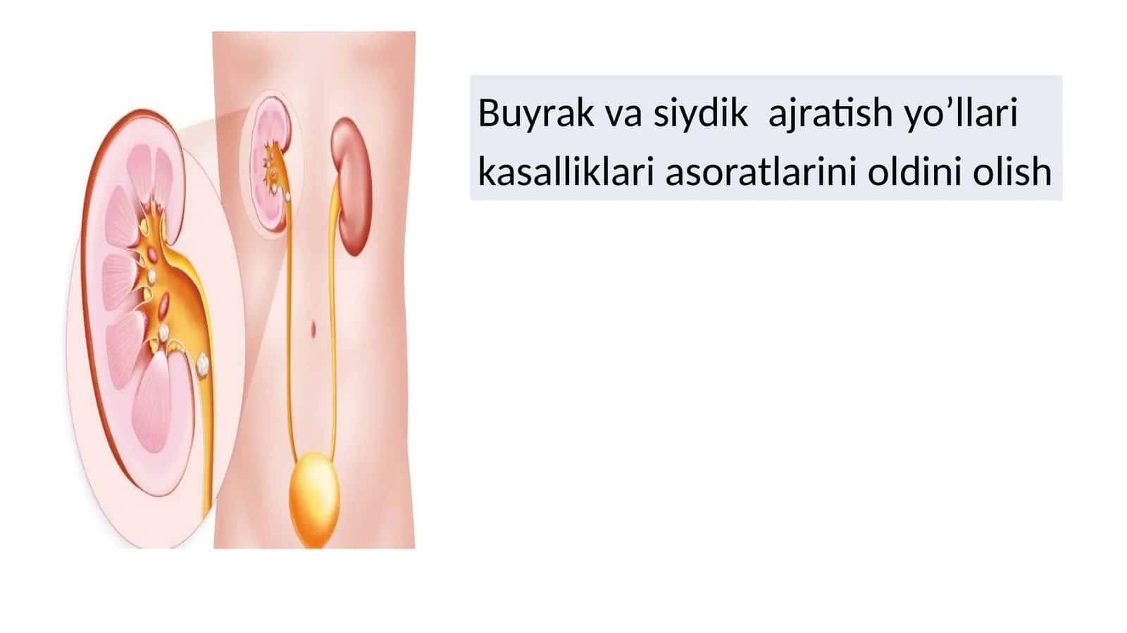 buyrak va siydik yo'li kasalliklari 1