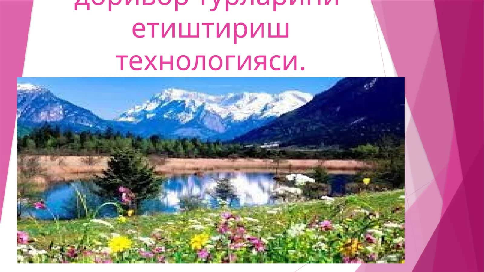 Чала бута, бута ўсимликларининг доривор турлариниетиштириш технологияси 1