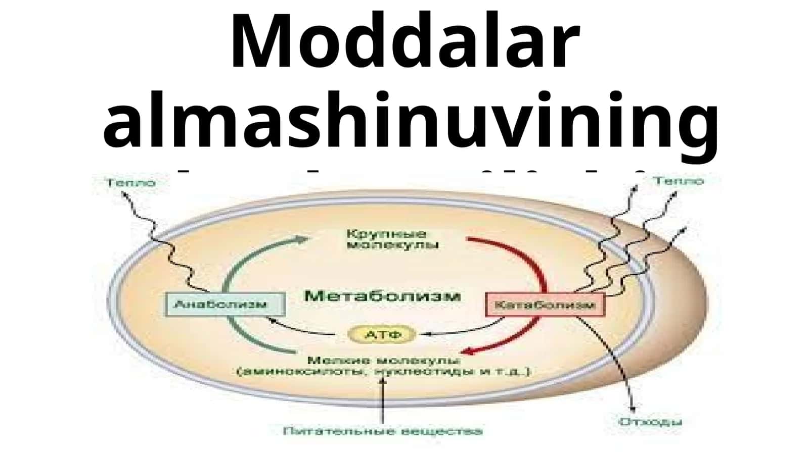 Moddalar almashinuvining boshqarilishi 1