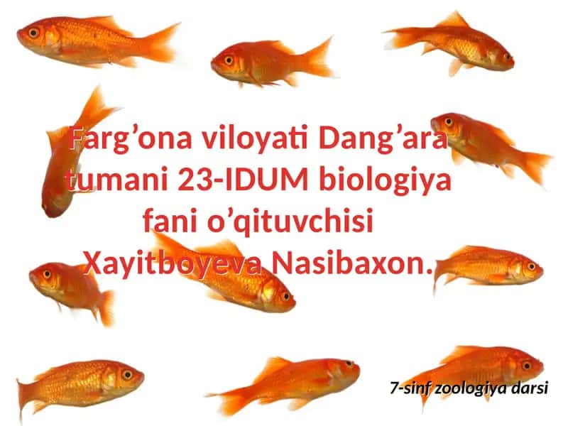 Zoologiya darsi 1