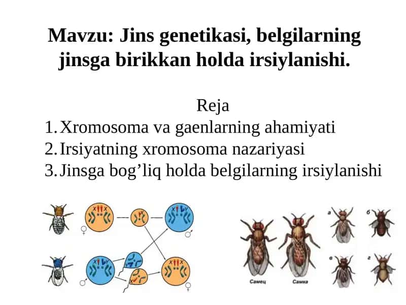 Jinsgenetikasi, belgilarning jinsgabirikkan holdairsiylanishi 1