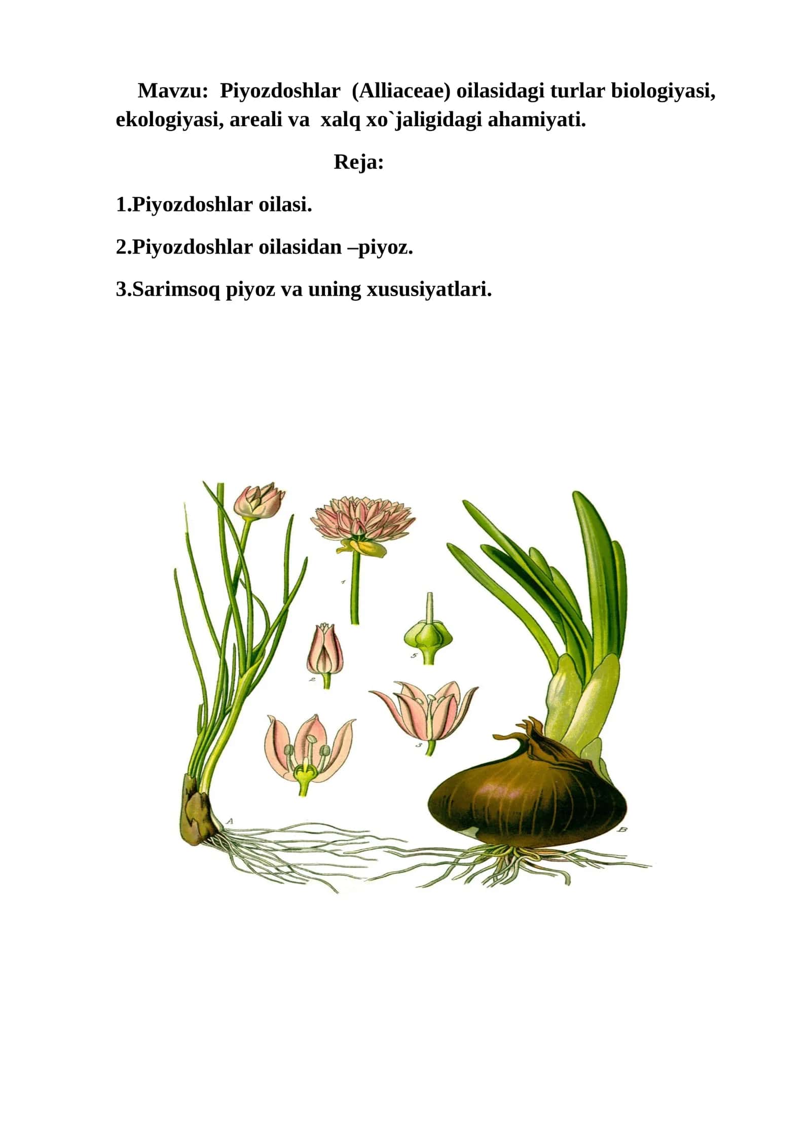 Piyozdoshlar (Alliaceae) oilasidagi turlar biologiyasi, ekologiyasi, areali va xalq xo`jaligidagi ahamiyati 1