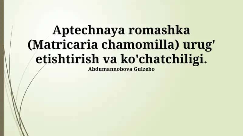 Aptechnaya romashka (Matricaria chamomilla) 1