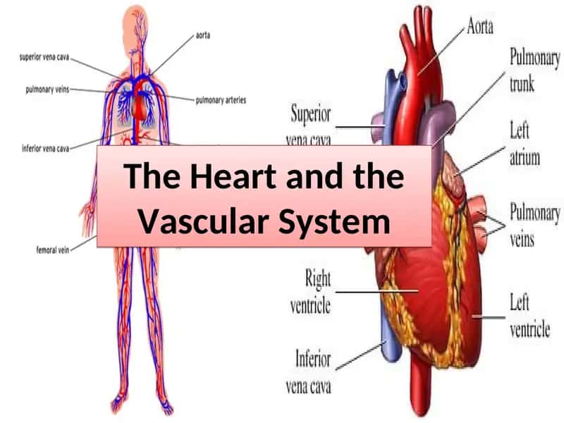 The Heart and the Vascular System 1