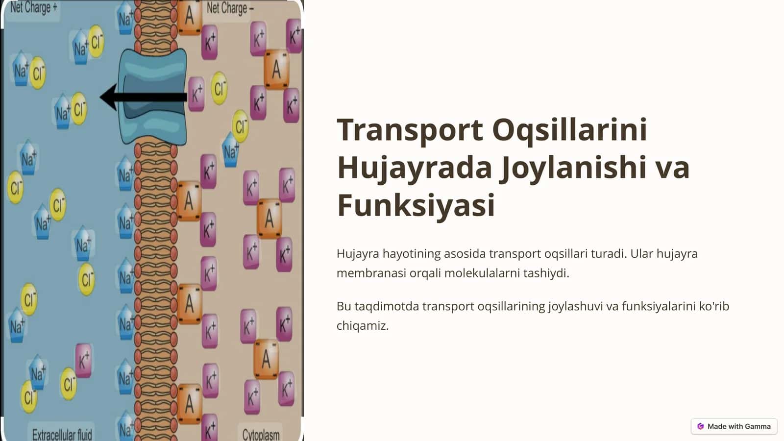 Transport Oqsillarini Hujayrada Joylanishi va Funksiyasi 1