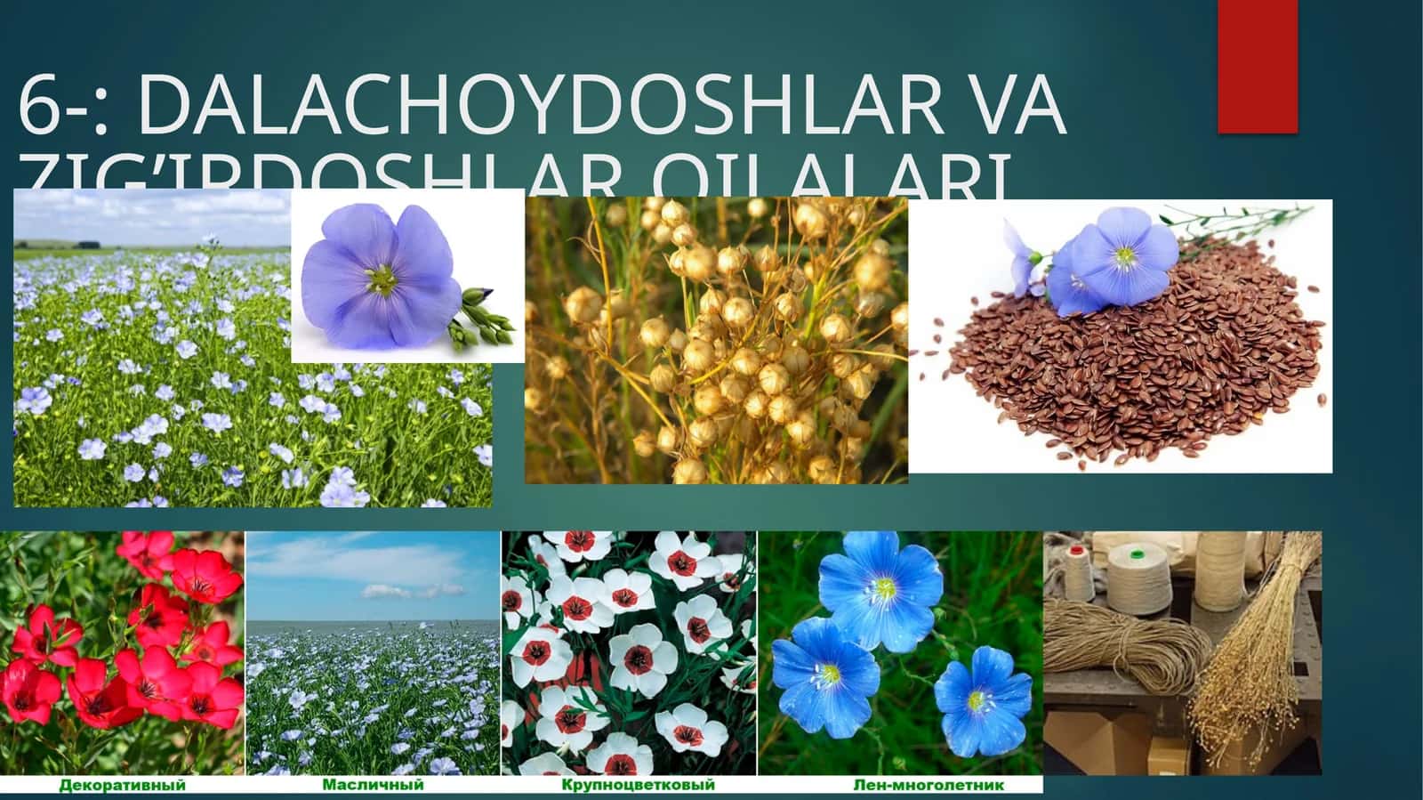 DALACHOYDOSHLAR VA ZIG’IRDOSHLAR OILALARI 1