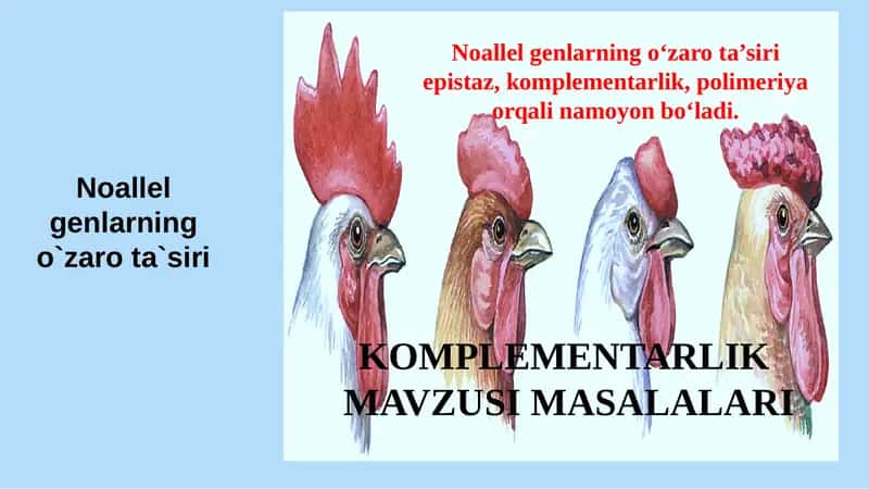 Noallel genlarning o`zaro ta`siri 1
