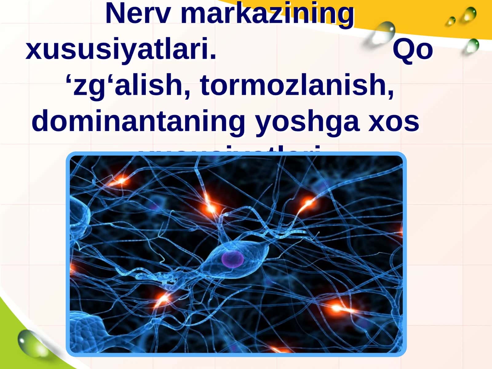 Nerv markazining xususiyatlari. Qo ‘zg‘alish, tormozlanish, dominantaning yoshga xos xususiyatlarichi 1
