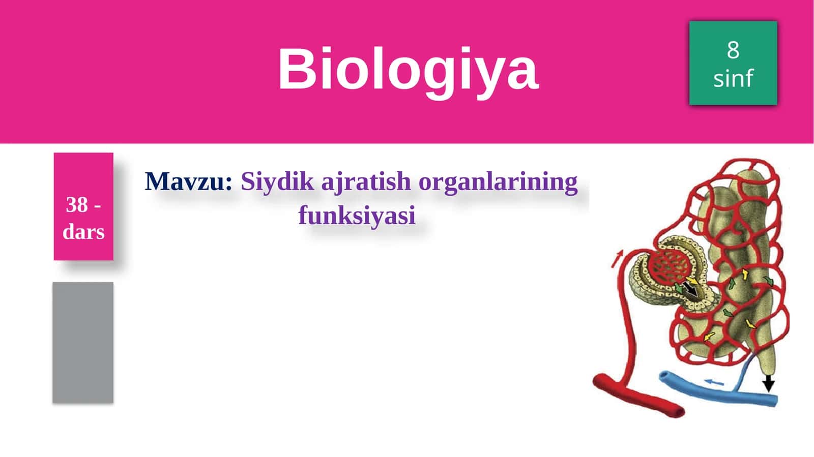 Siydikajratish organlarining funksiyasi 1