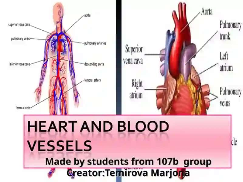 Circulatory System Presentation