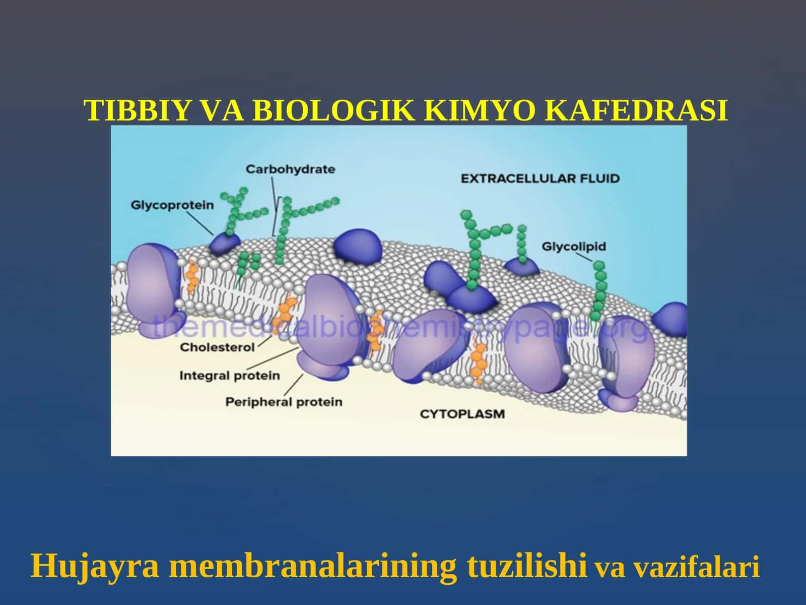 Hujаyrа mеmbrаnаlаrining tuzilishi	va vazifalari 1
