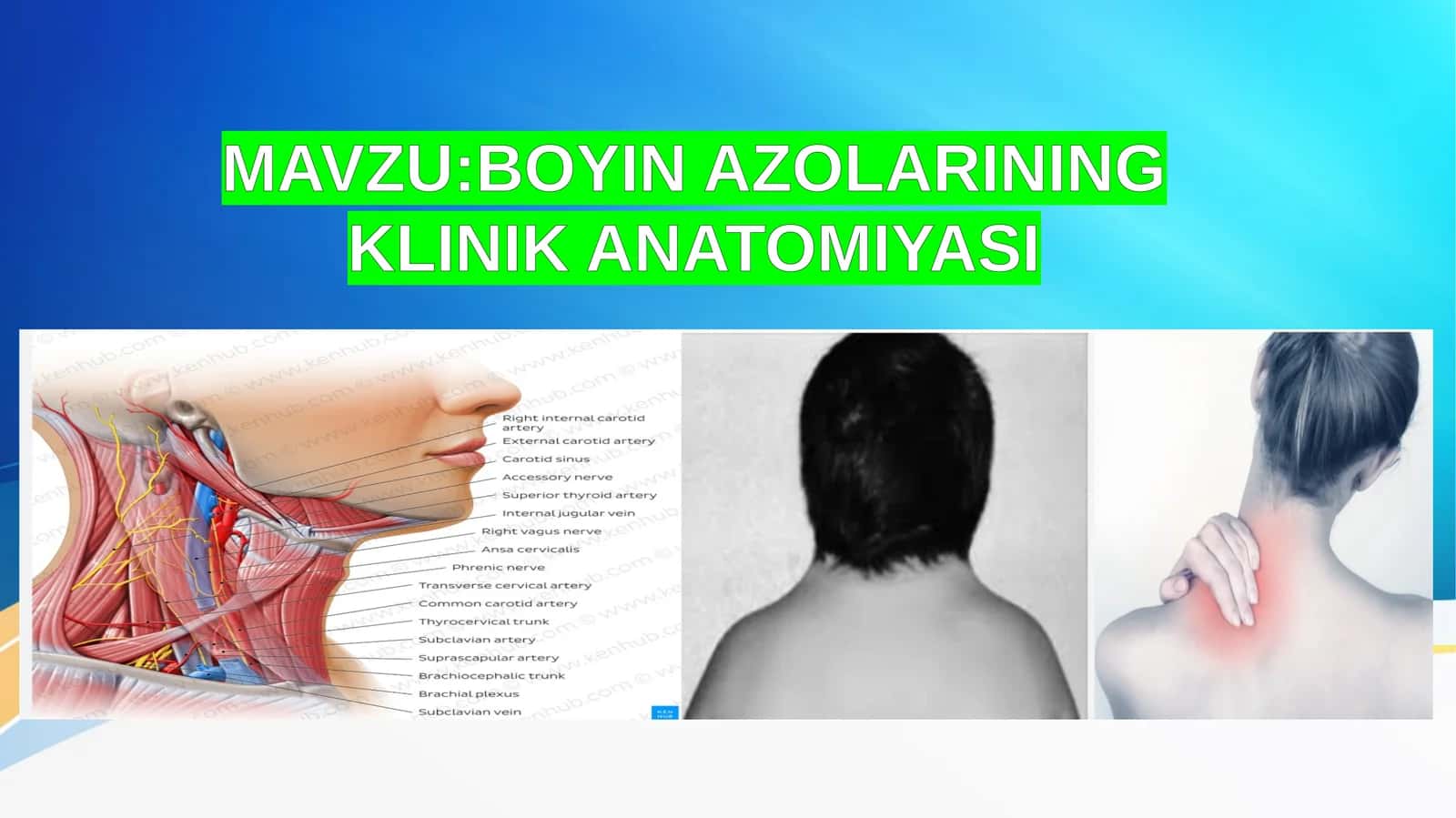 BOYIN AZOLARINING KLINIK ANATOMIYASI 1