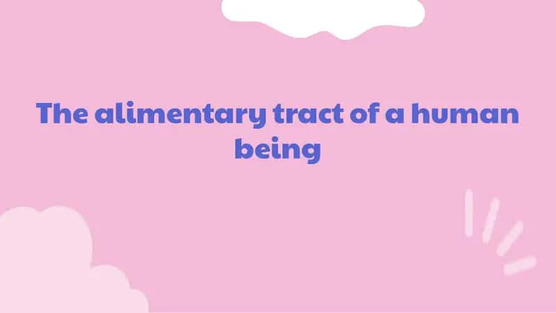The alimentary tract of a human being 1