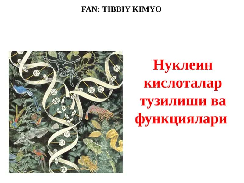 Нуклеин кислоталар тузилиши ва функциялари 1