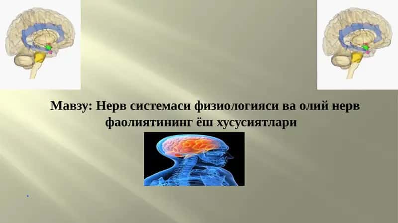 Нерв системаси физиологияси ва олий нерв фаолиятининг ёш хусусиятлари 1