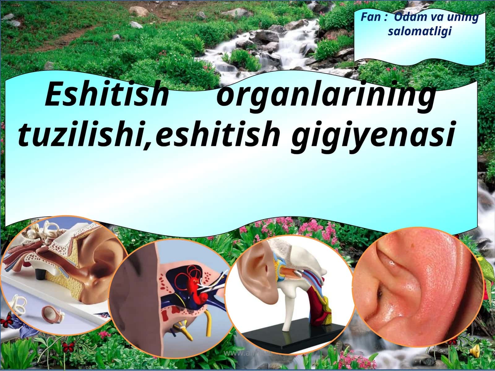 Eshitish organlarining tuzilishi 1