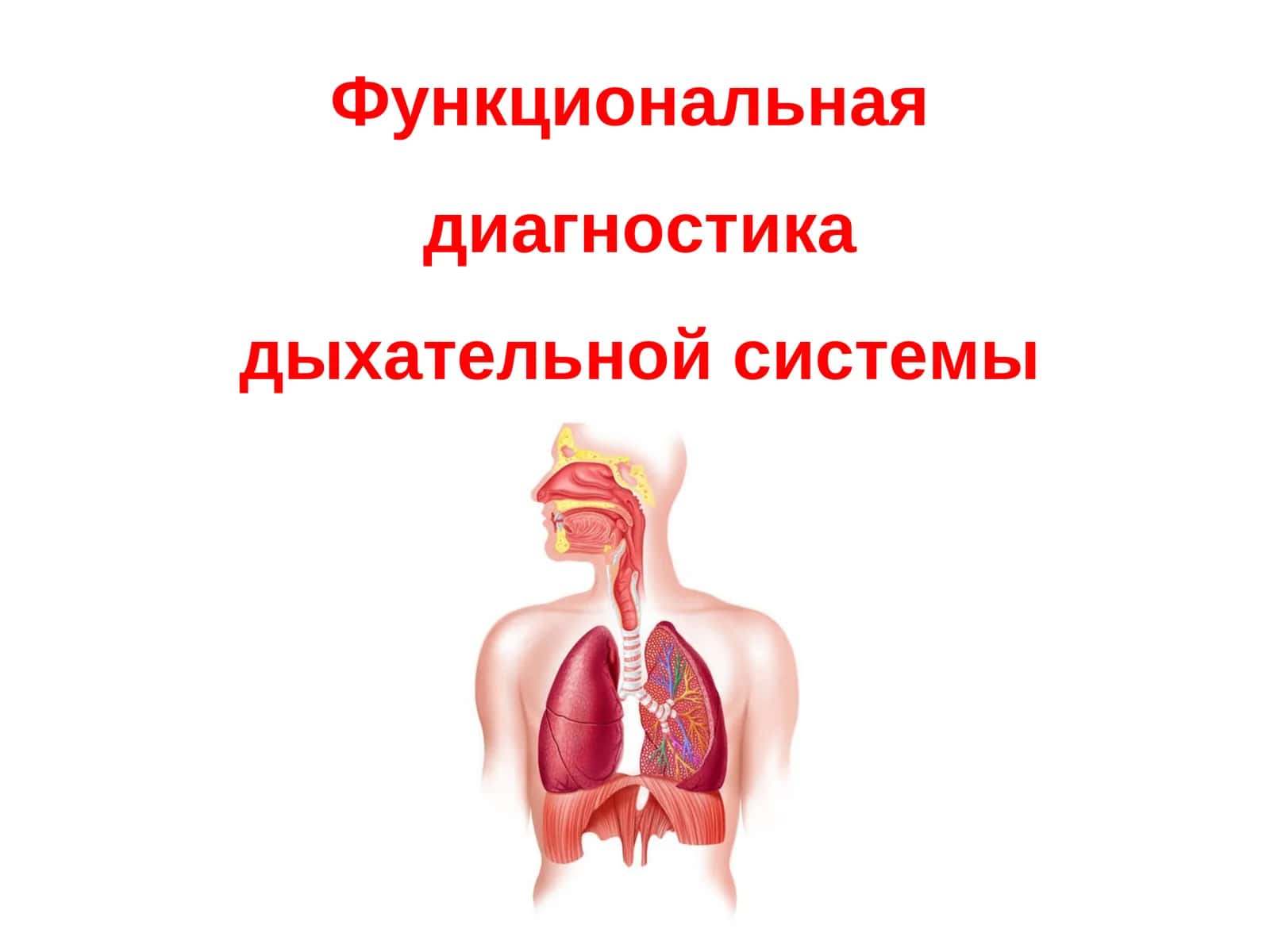 Функциональная диагностика дыхательной системы 1