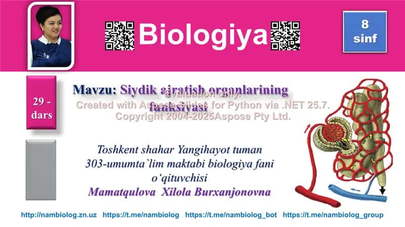 Siydik ajratish organlarining funksiyasi 1