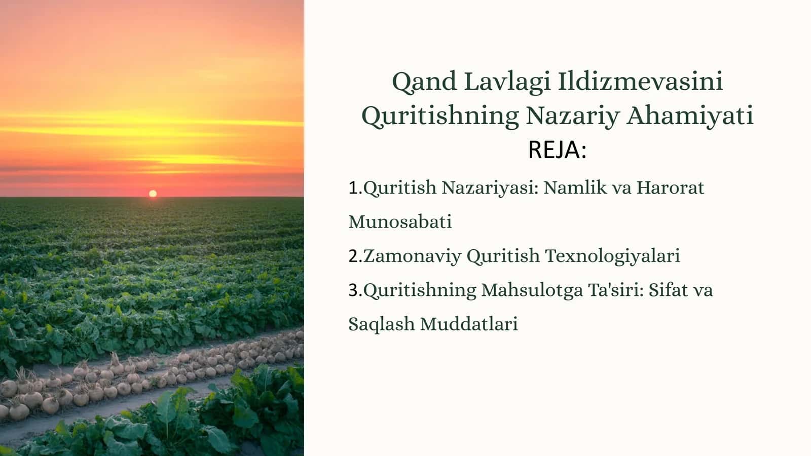 Qand Lavlagi Ildizmevasini Quritishning Nazariy Ahamiyati 1