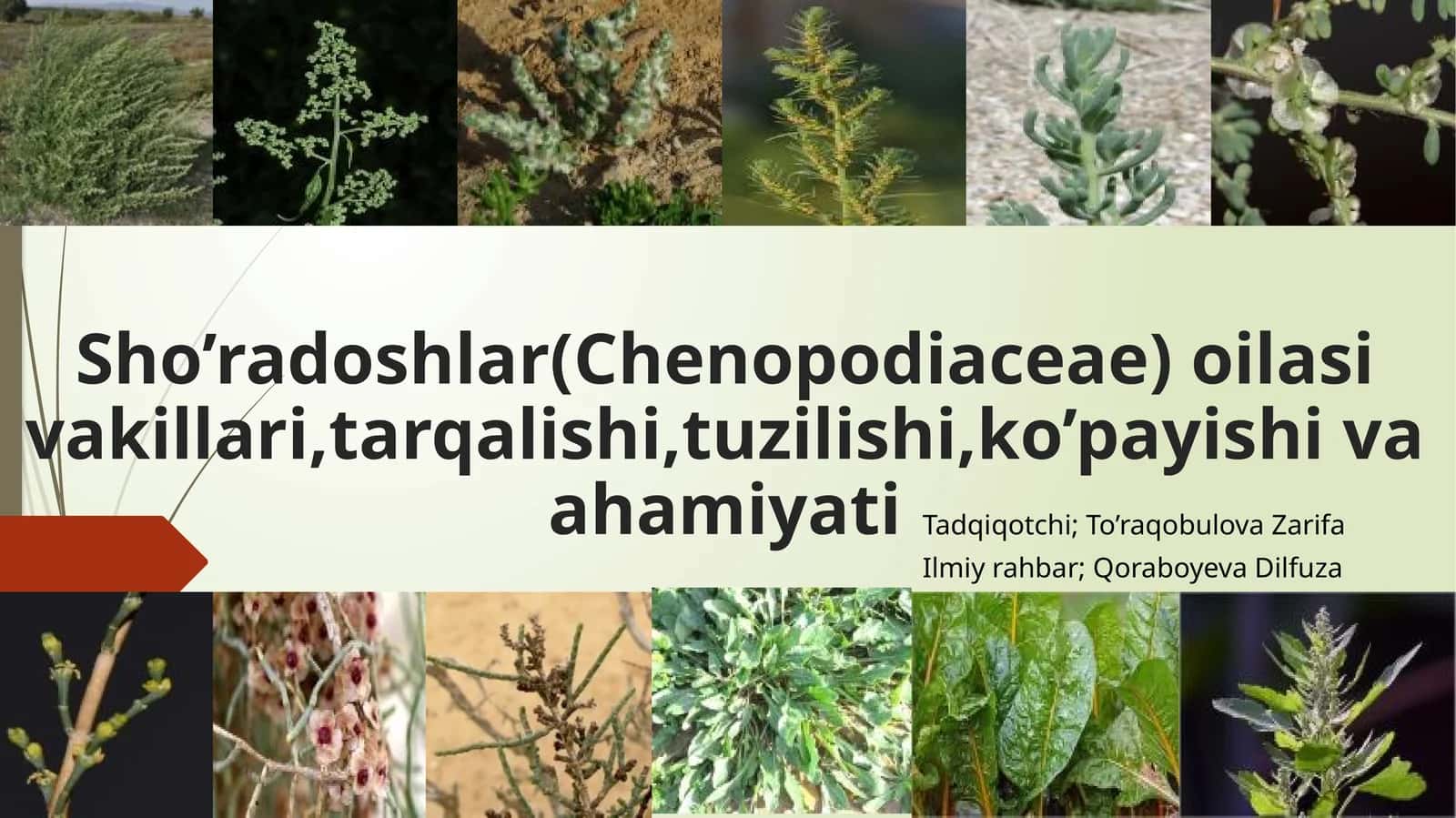 Sho’radoshlar(Chenopodiaceae)oilasivakillari,tarqalishi,tuzilishi,ko’payishivaahamiyati 1