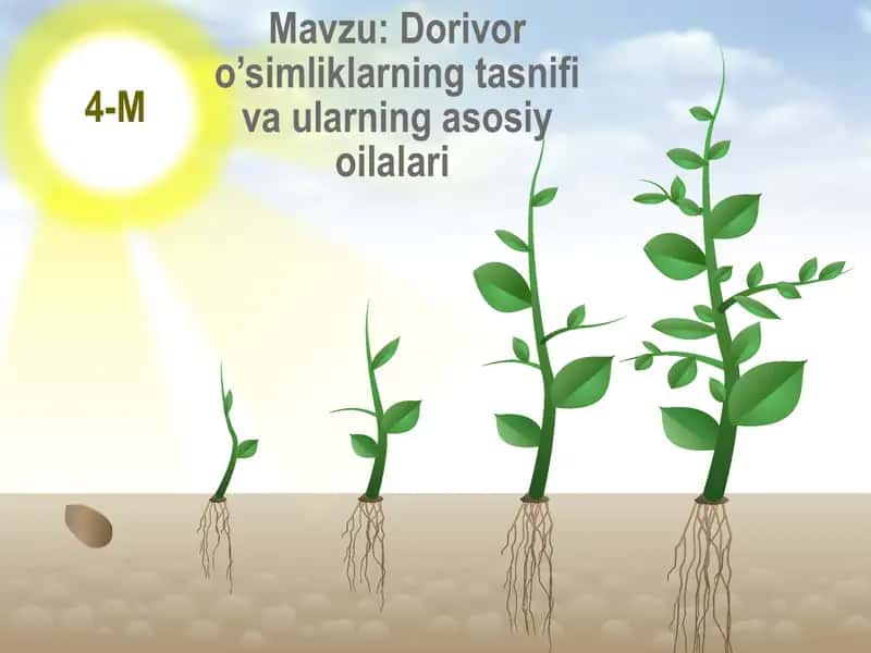Dorivor o’simliklarning tasnifi va ularning asosiy oilalari 1