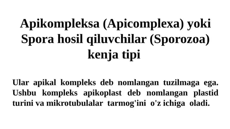 Apikompleksa (Apicomplexa) yoki Spora hosil qiluvchilar (Sporozoa) 1