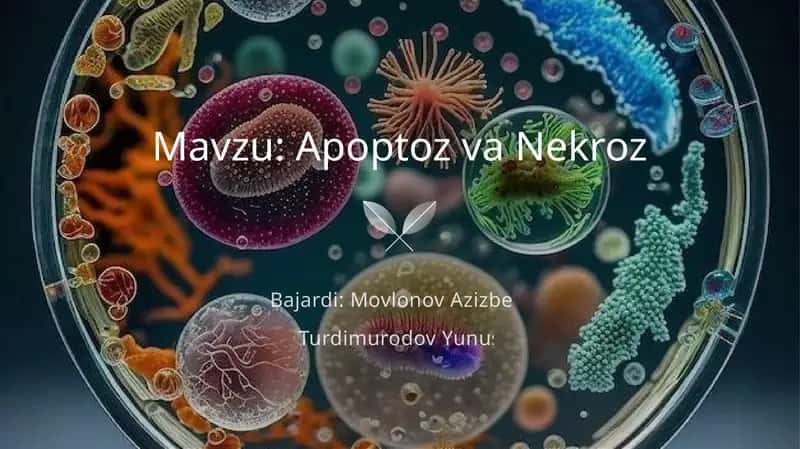 Apoptoz va Nekroz 1