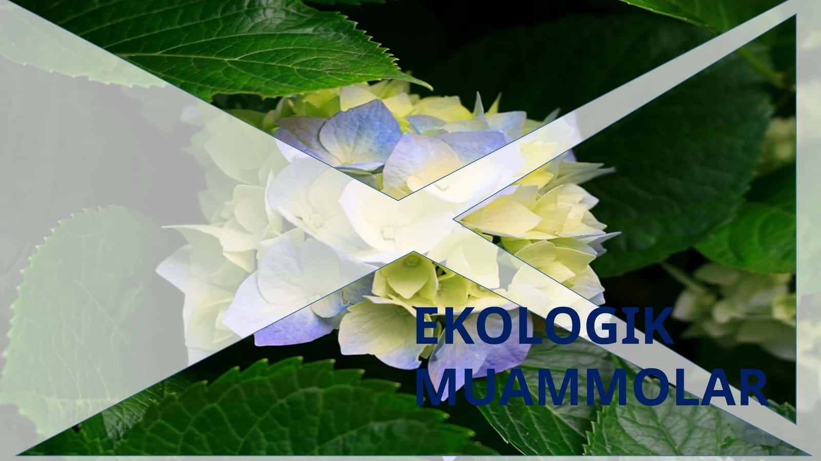 EKOLOGIK MUAMMOLAR 1