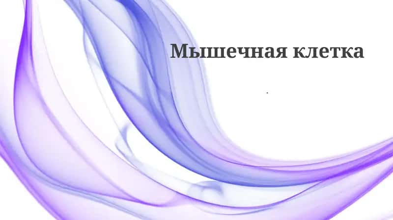 Мышечная клетка 1
