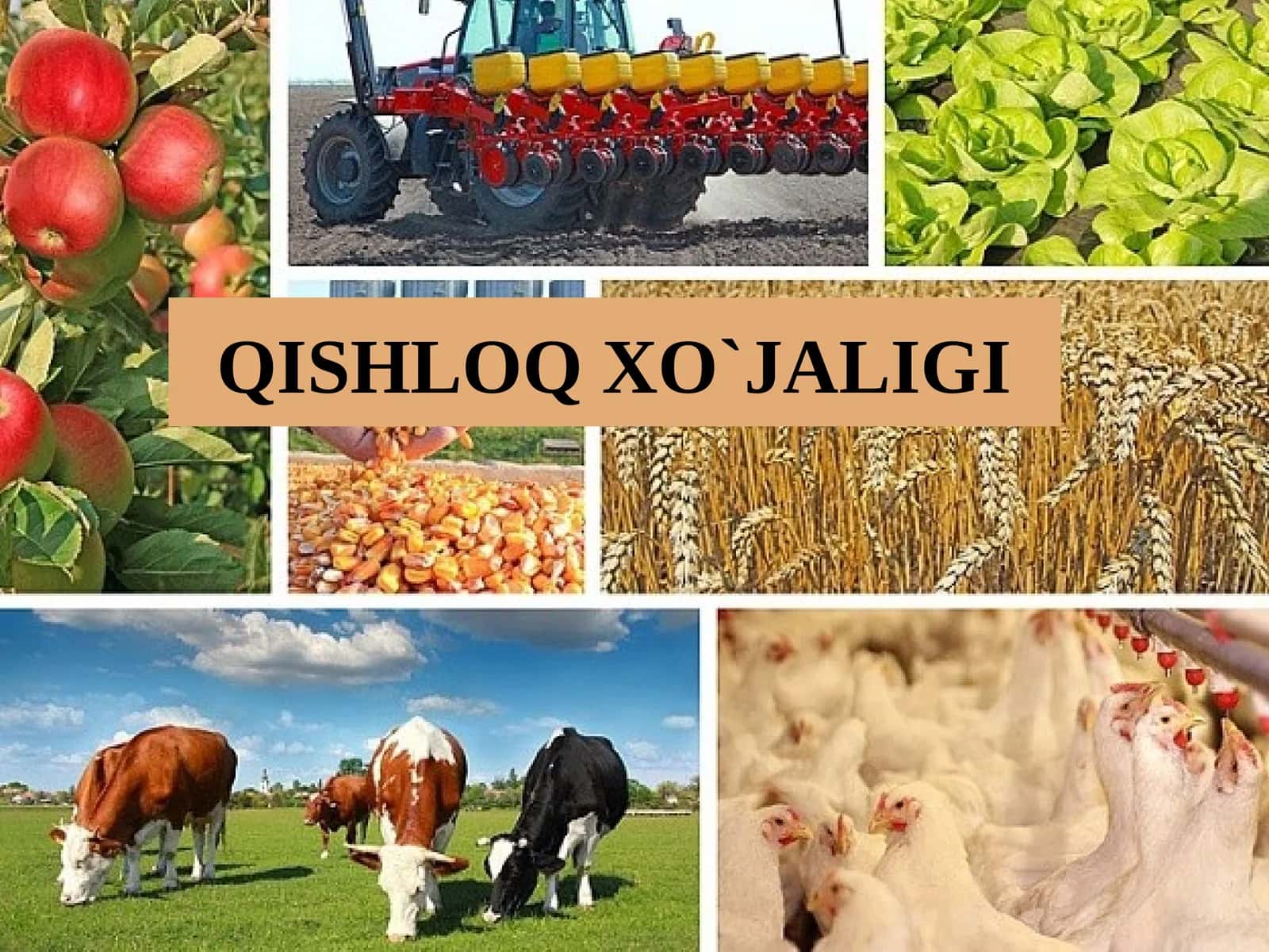QISHLOQ XO`JALIGI 1