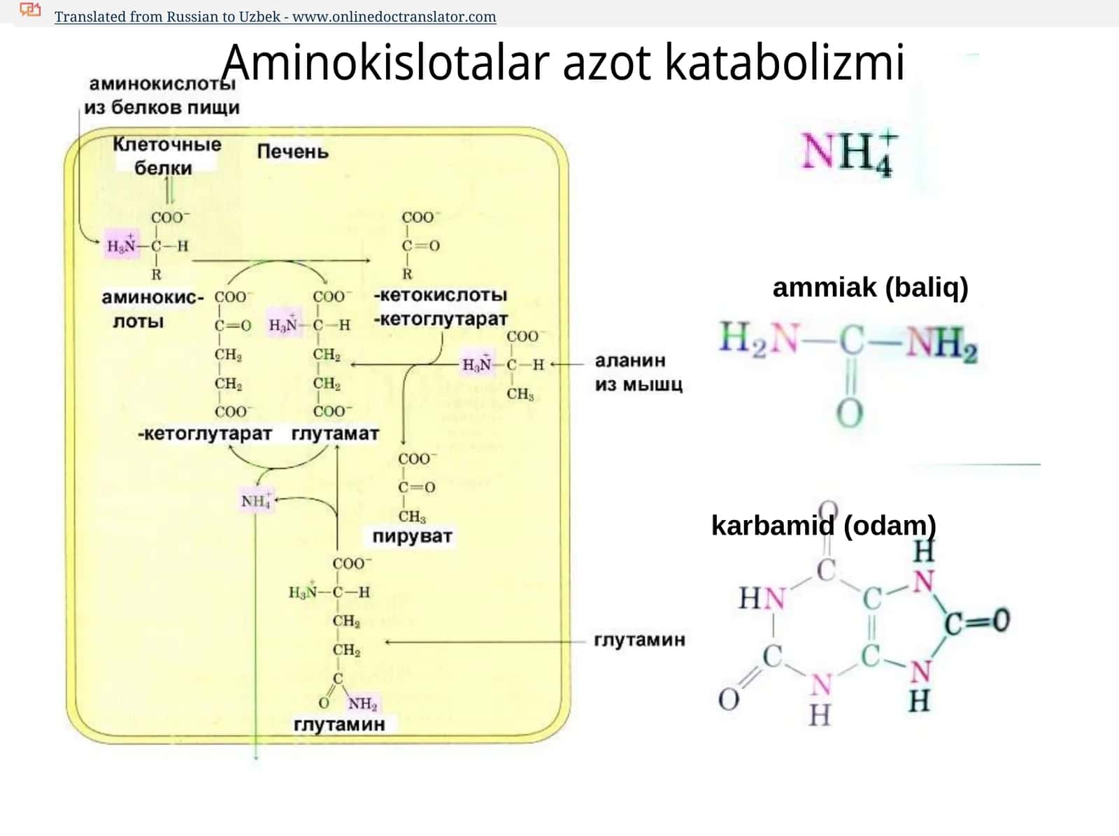 ammiak, karbamid, siydik kislotasi 1