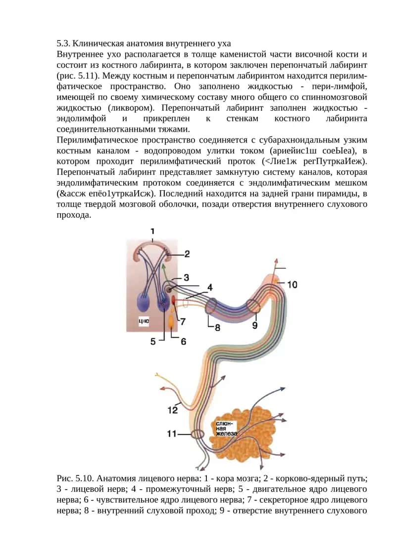 Клиническая анатомия внутреннего уха 1