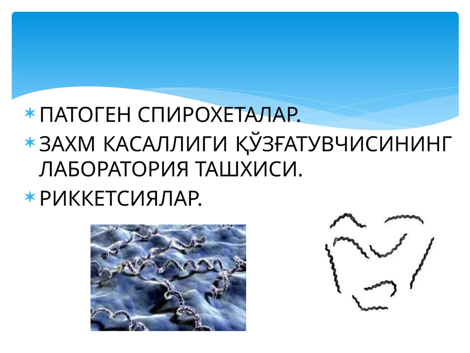 СПИРОХЕТАЛАР 1