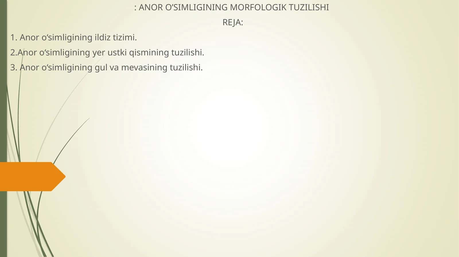 ANOR O’SIMLIGINING MORFOLOGIK TUZILISHI 1