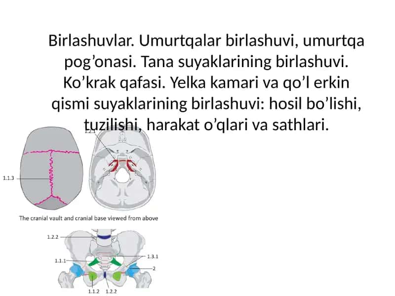Birlashuvlar. Umurtqalar birlashuvi, umurtqa pog’onasi. Tana suyaklarining birlashuvi. Ko’krak qafasi. Yelka kamari va qo’l erkin qismi suyaklarining birlashuvi: hosil bo’lishi, tuzilishi, harakat o’qlari va sathlari. 1