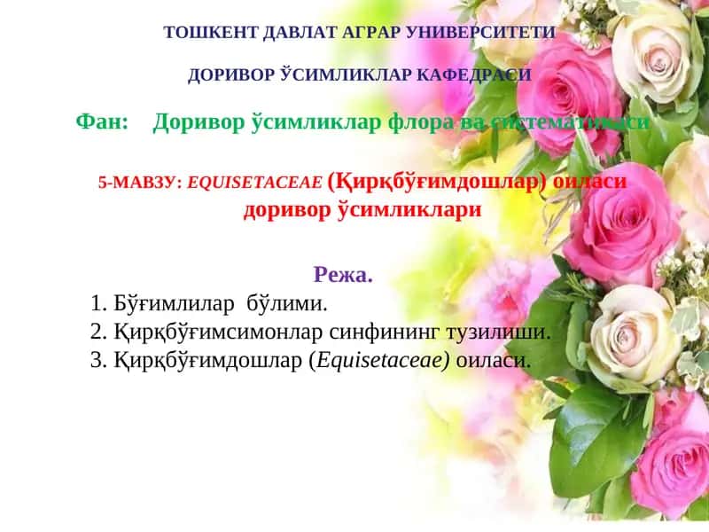 EQUISETACEAE(Қирқбўғимдошлар) оиласи доривор ўсимликлари 1