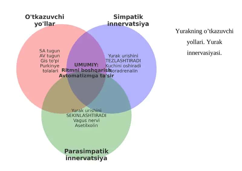Yurakning o’tkazuvchi yollari. Yurak innervasiyasi. 1