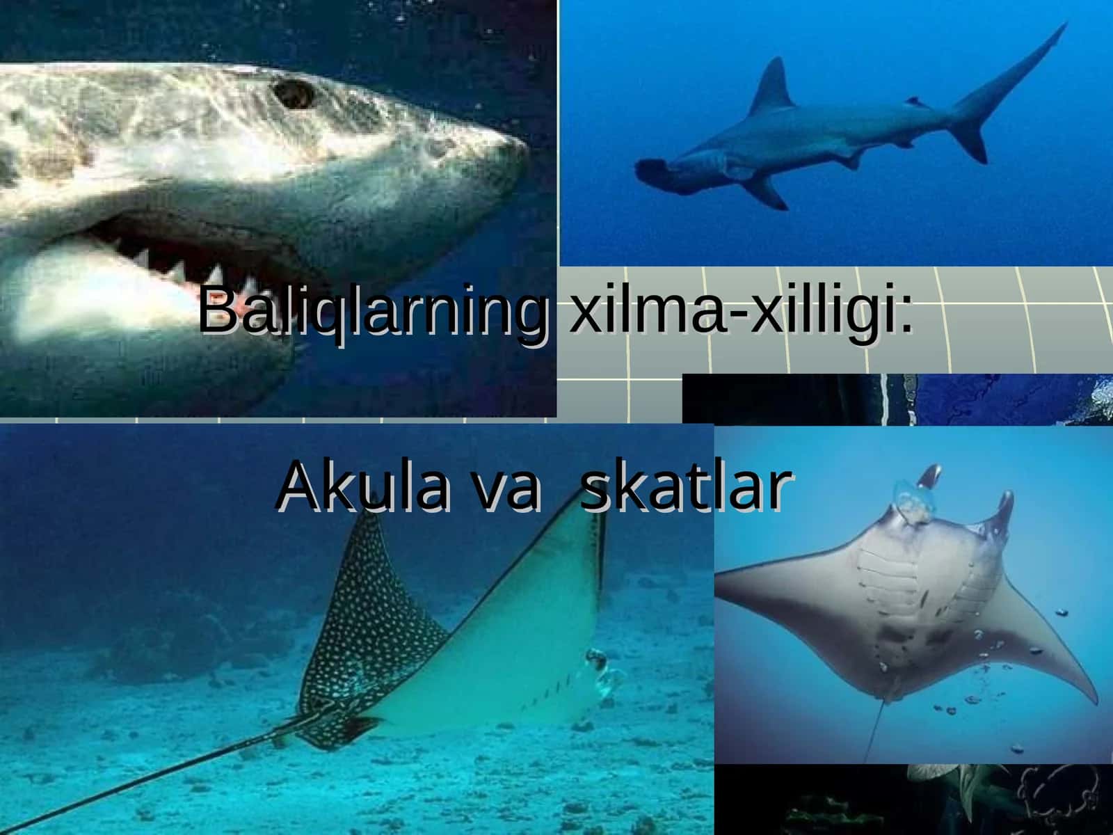 Baliqlarning xilma-xilligi 1