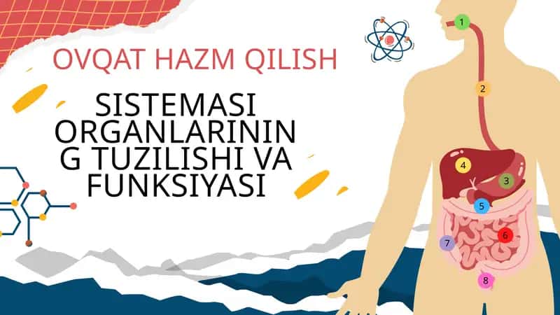 Ovqat hazm qilish sistemasi 1