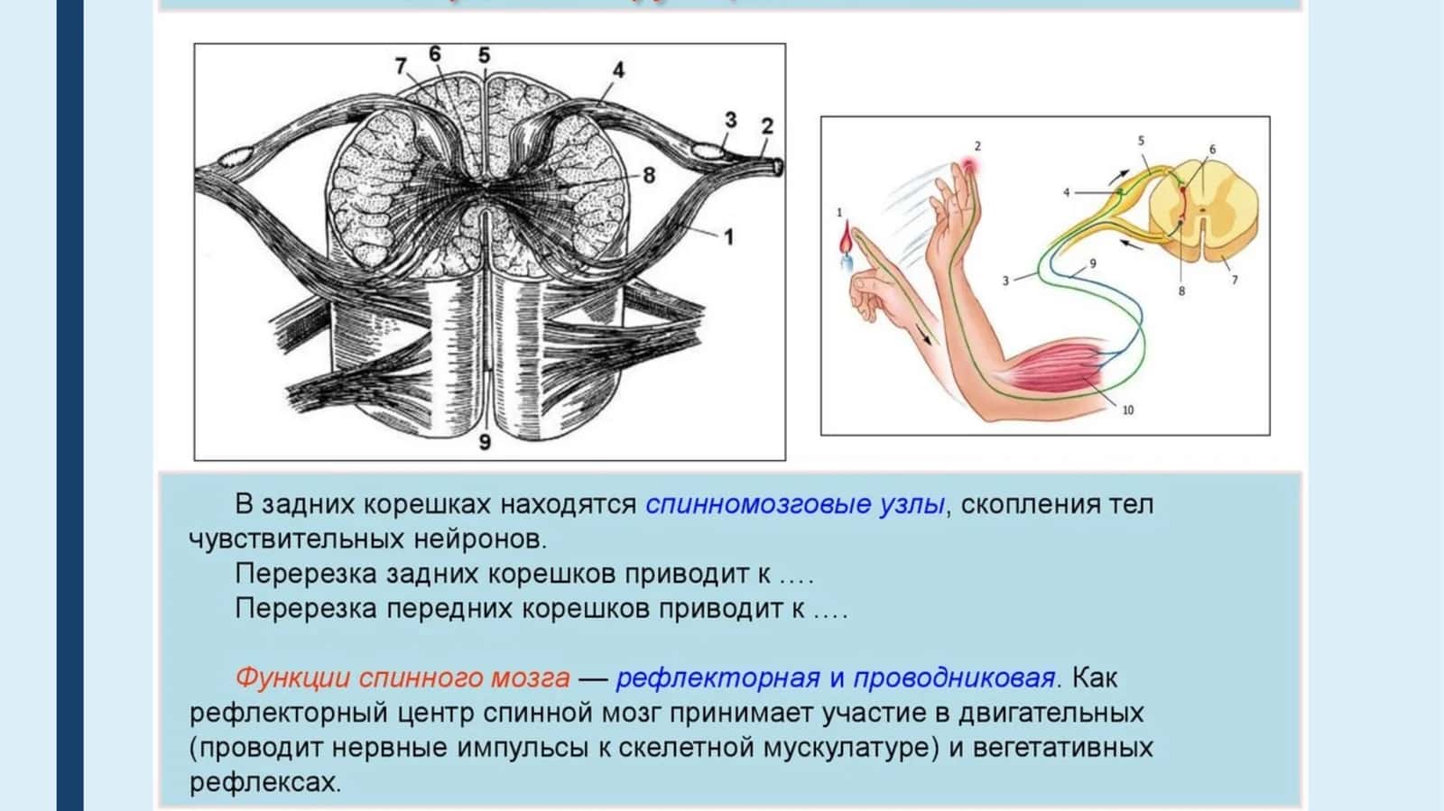 Юз ва бош терисидан оғриқ ва ҳарорат сезгиси 1