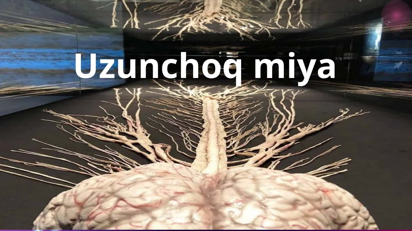 Uzunchoqmiya 1