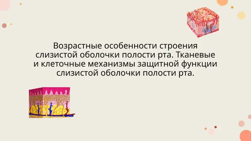 Возрастные особенности строения слизистой оболочки полости рта. Тканевые и клеточные механизмы защитной функции слизистой оболочки полости рта 1