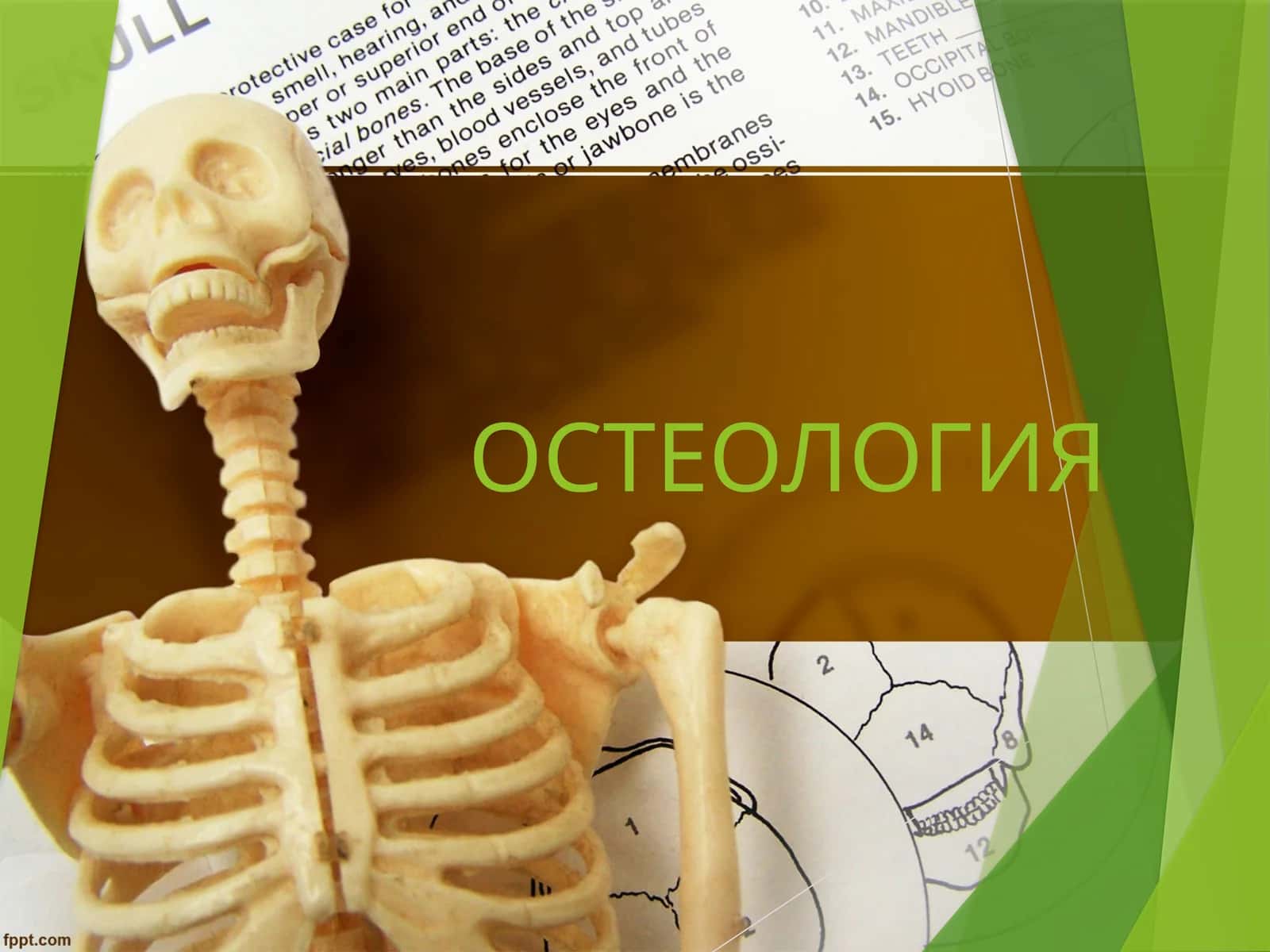 ОСТЕОЛОГИЯ ТАЯНЧ-ХАРАКАТ АППАРАТИ 1