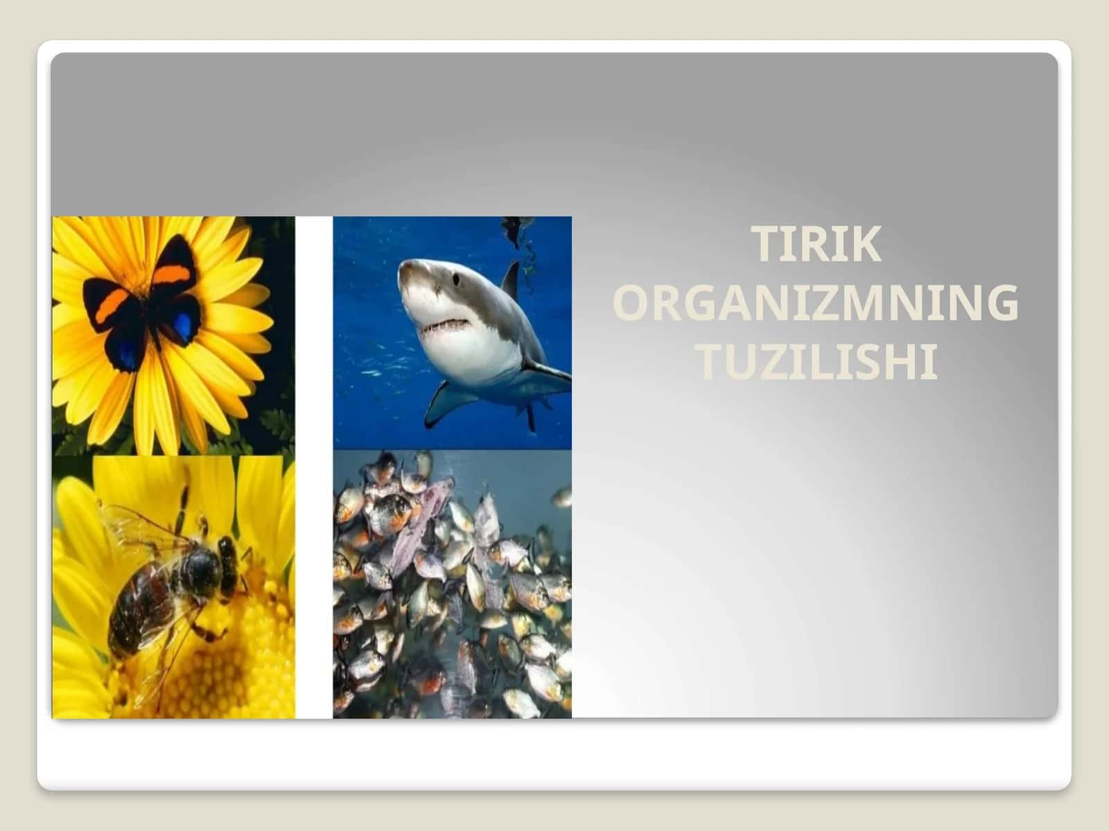 TIRIK ORGANIZMNING TUZILISHI 1