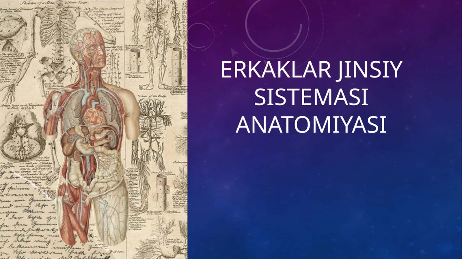 Erkaklar jinsiy sistemasi anatomiyasi 1