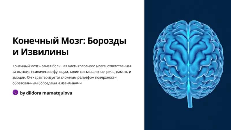 Конечный Мозг: Борозды и Извилины 1