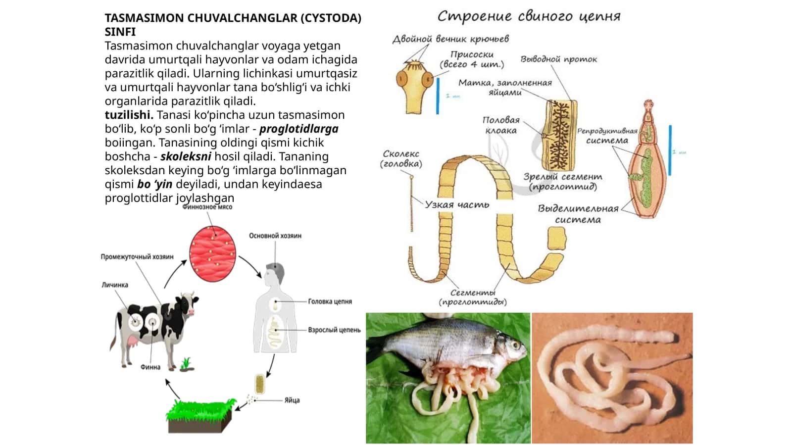 Tasmasimon chuvalchanglar (Cystoda) sinfi 1