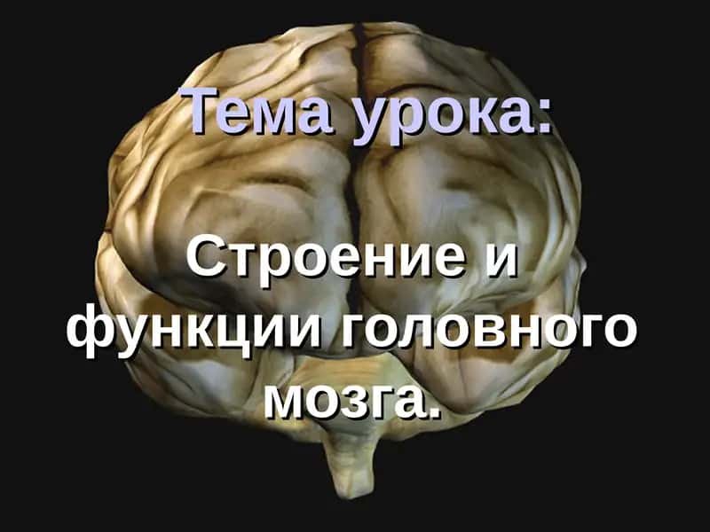 Строение и функции головного мозга 1