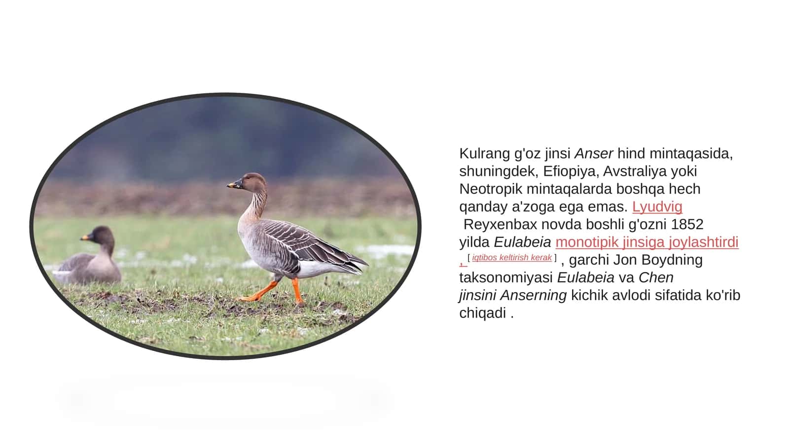 Kulrangg'oz jinsi 1